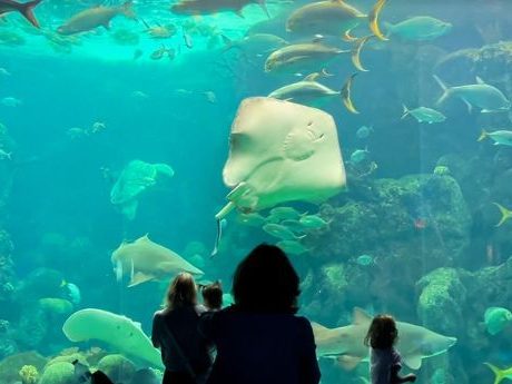 fl aquarium